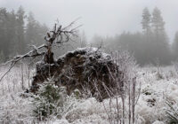 Rotvälta på fallet